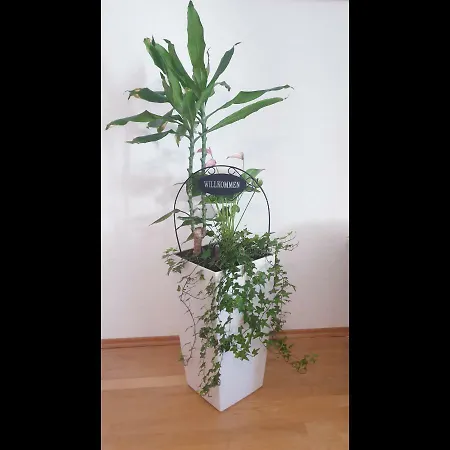 Apartment Suzy